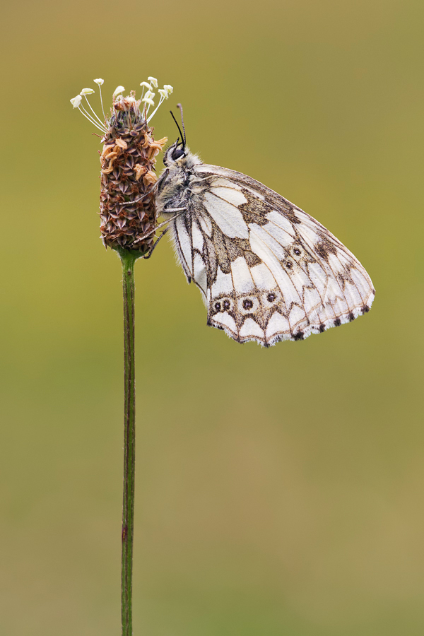 Marbled White 4